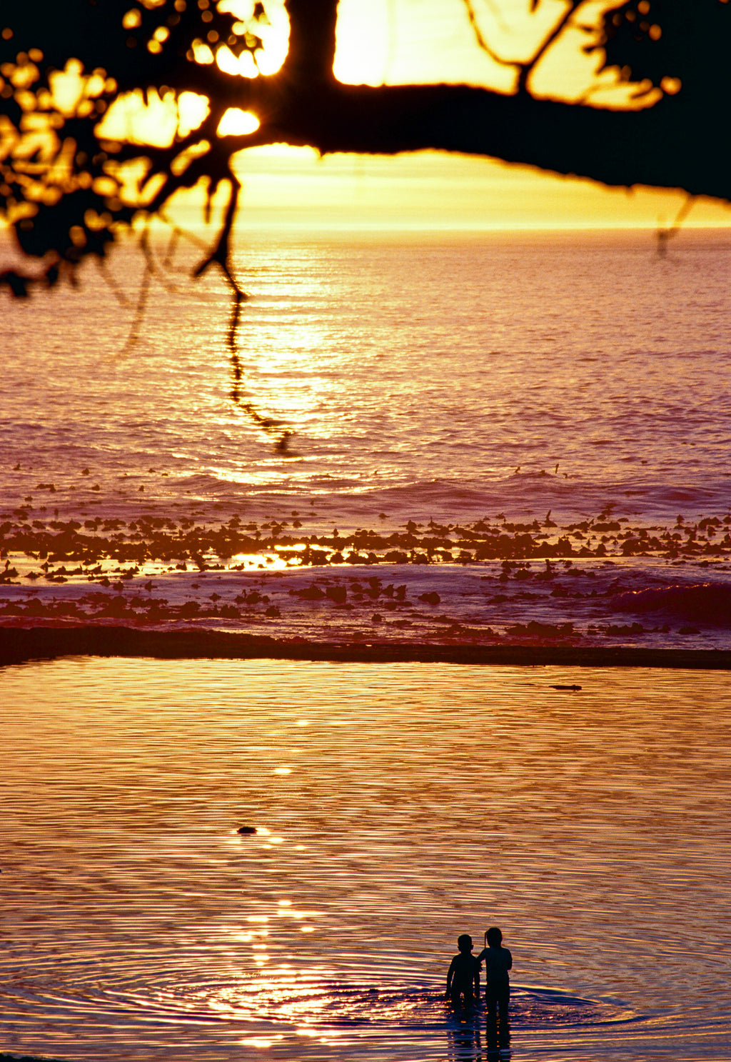 Two people standing in shallow water at sunset with a tree branch in the foreground.
