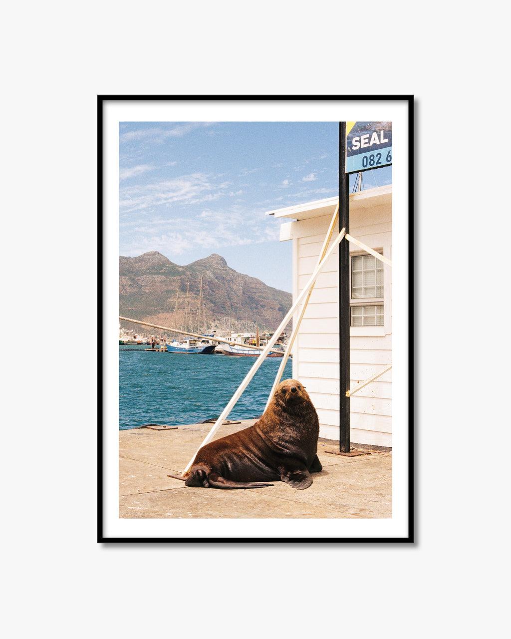 Framed photo of a seal on a dock with a scenic background