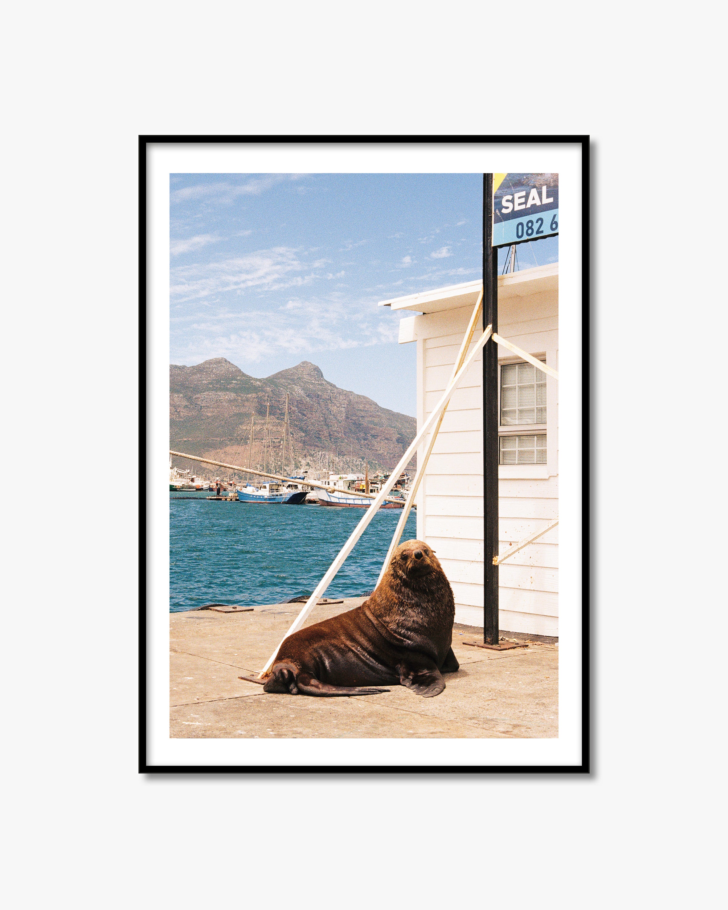 Framed photo of a seal on a dock with a scenic background