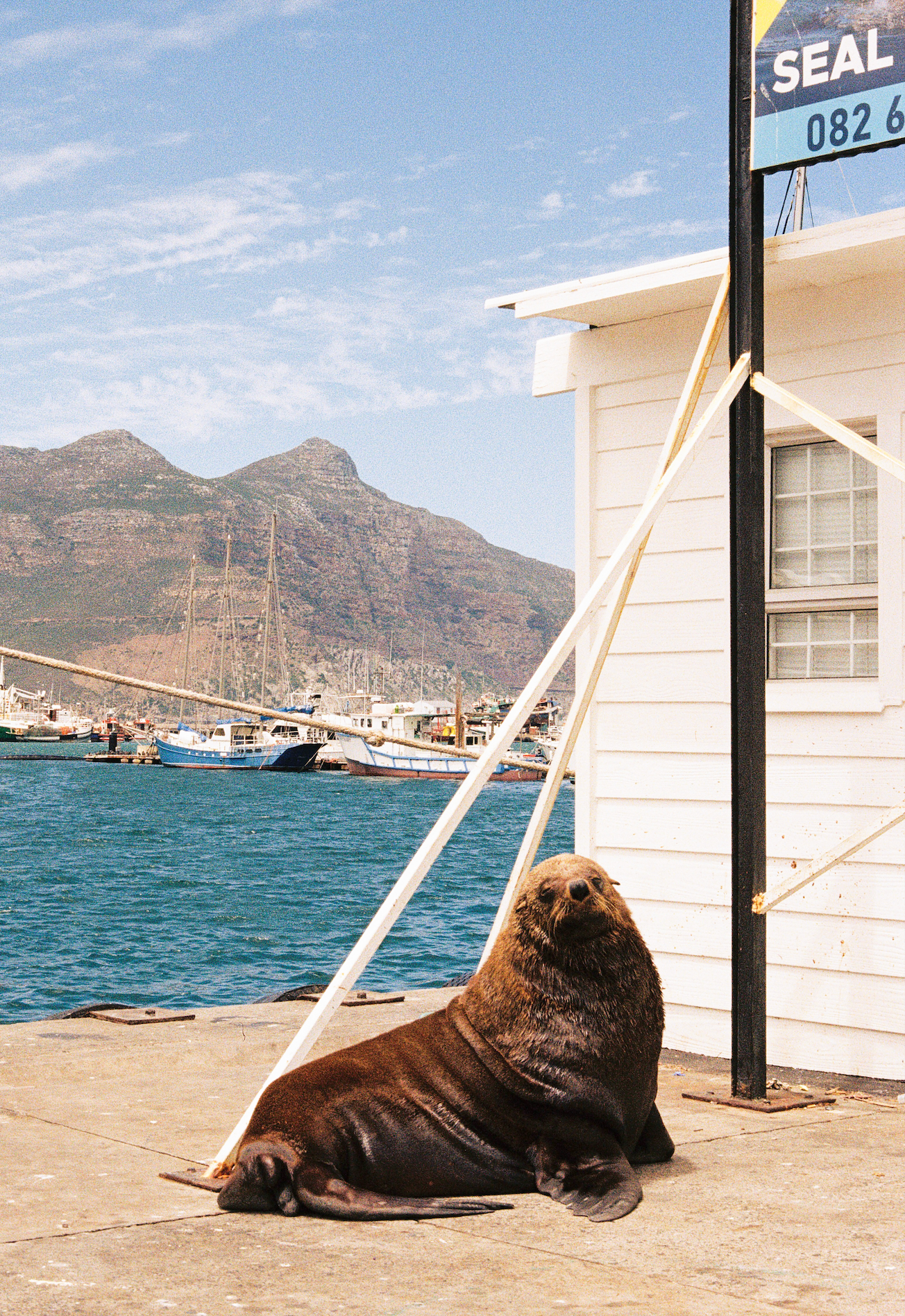 Seal on a dock with a scenic background of mountains and water.