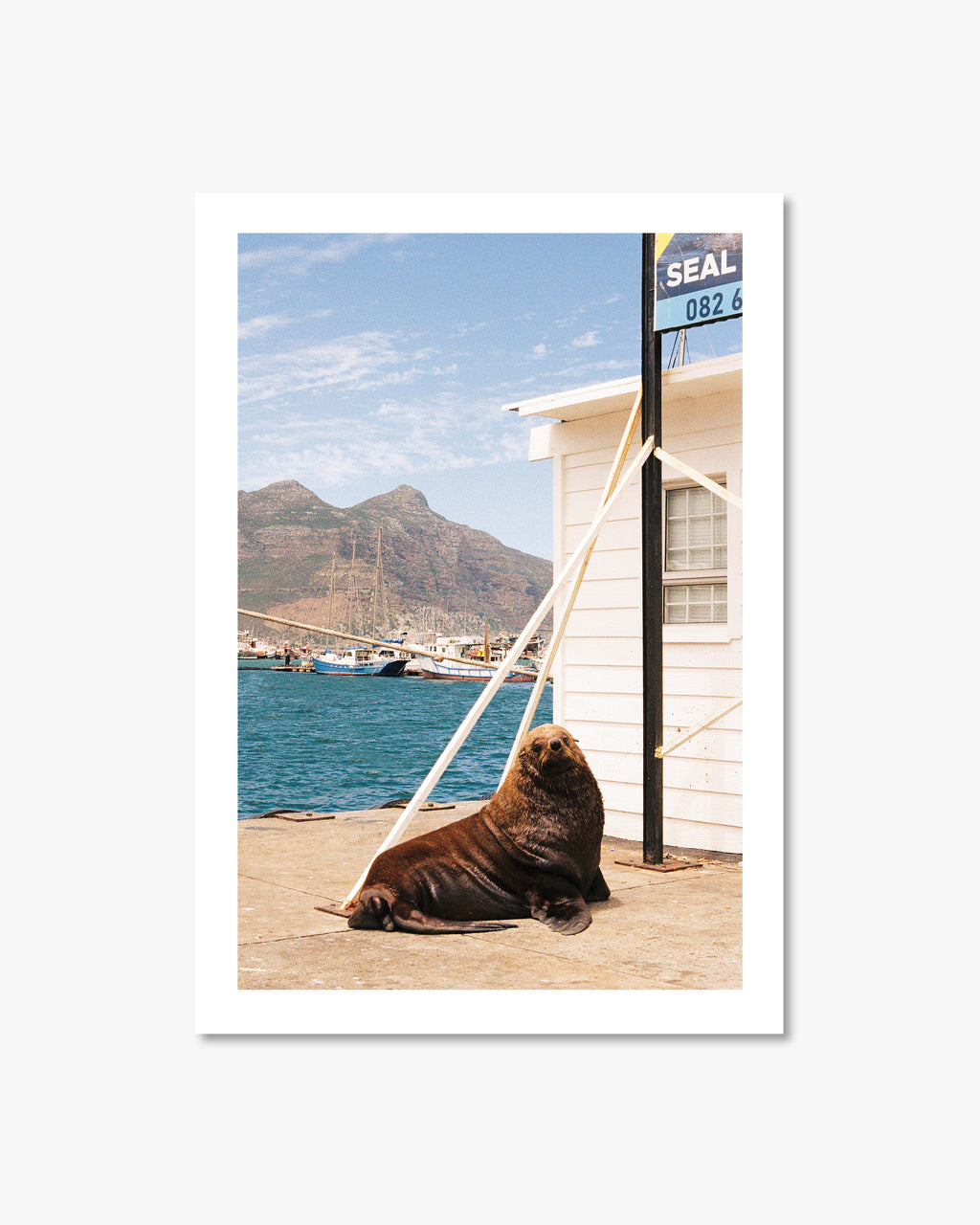 Seal lying on a dock with a building and mountain in the background