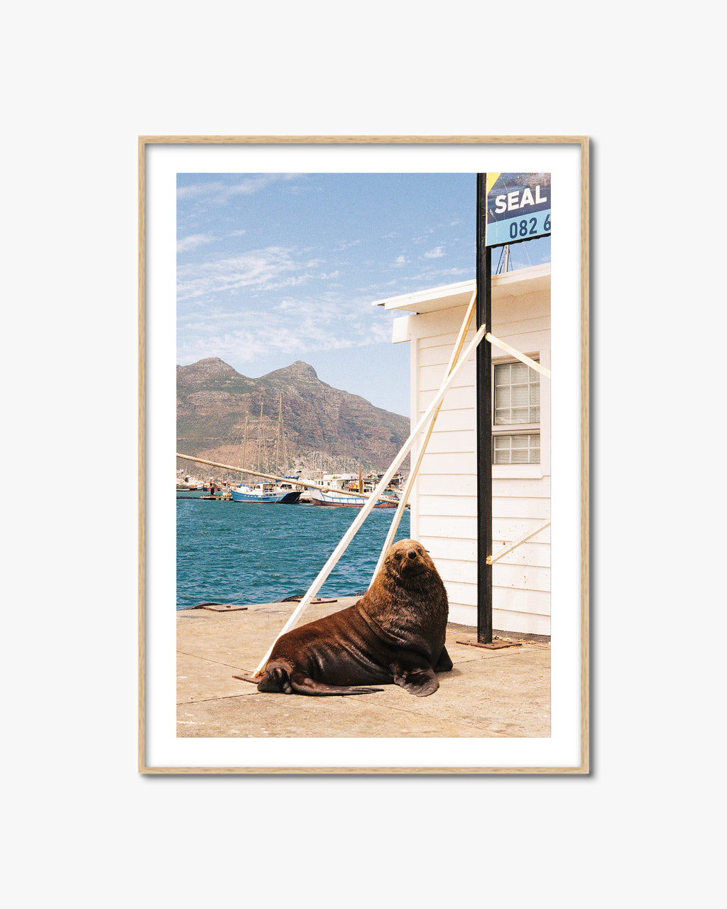 Framed photograph of a seal by a building with a mountainous background