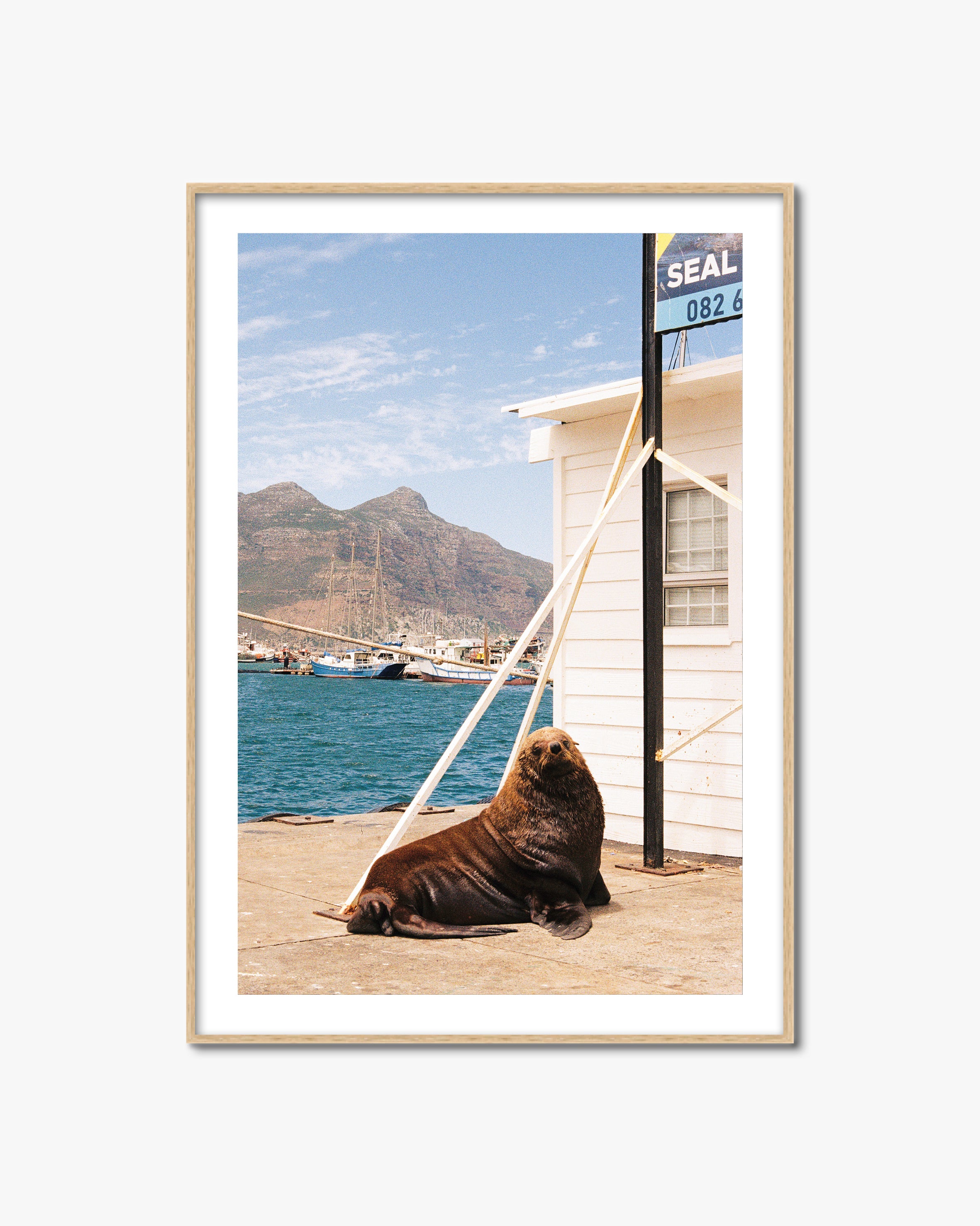 Framed photograph of a seal by a building with a mountainous background